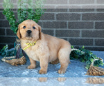 Puppy Prue Golden Retriever