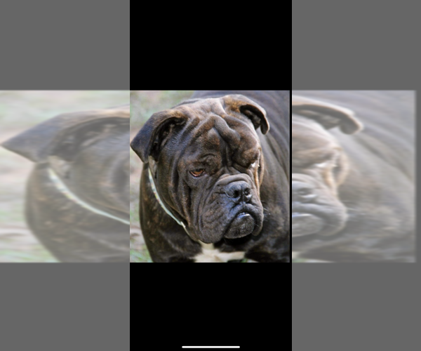 Medium Photo #1 English Bulldogge Puppy For Sale in AMARILLO, TX, USA