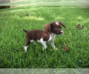 Brittany Puppy for sale in FITZGERALD, GA, USA