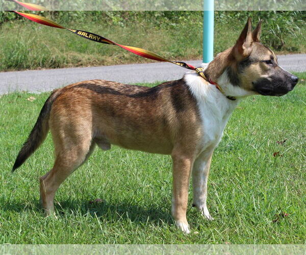 Medium Photo #4 Labrador Retriever-Unknown Mix Puppy For Sale in Prattville, AL, USA