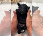 Small #4 Poodle (Miniature)
