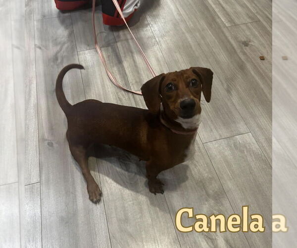 Medium Photo #9 Dachshund Puppy For Sale in San Antonio, TX, USA