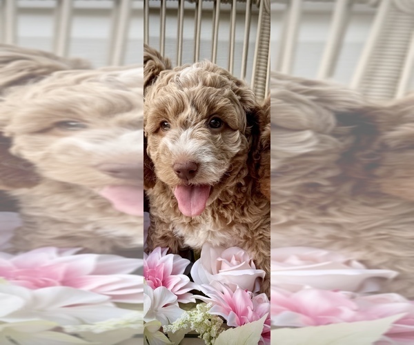 Medium Photo #13 Goldendoodle (Miniature) Puppy For Sale in OWENSBORO, KY, USA