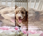 Small Photo #13 Goldendoodle (Miniature) Puppy For Sale in OWENSBORO, KY, USA
