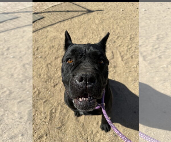 Medium Photo #4 Mutt Puppy For Sale in Goodyear, AZ, USA