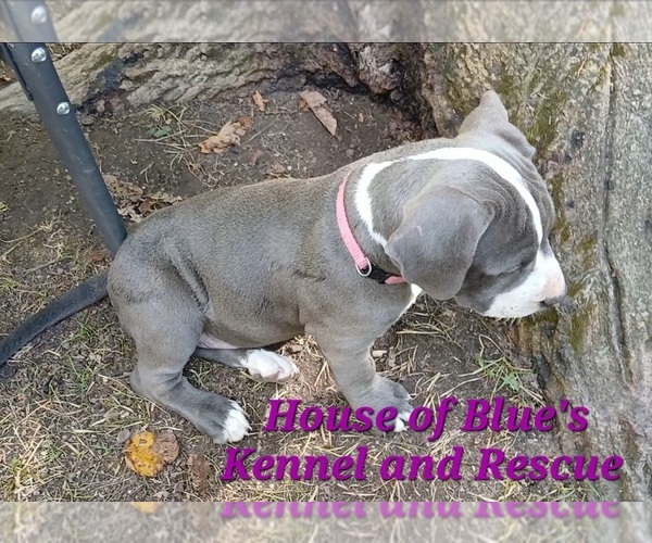 Medium Photo #9 American Pit Bull Terrier Puppy For Sale in DELAWARE, OH, USA