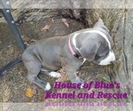 Small #8 American Pit Bull Terrier