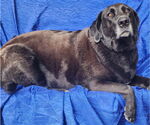 Small #2 Mutt