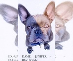 Small Photo #1 French Bulldog Puppy For Sale in BIGFORK, MT, USA