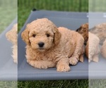 Small #2 Goldendoodle-Woodle Mix
