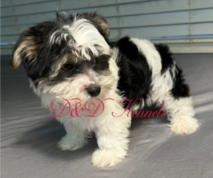 Yorkshire Terrier Puppy for sale in RIPLEY, MS, USA