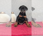 Small #5 Doberman Pinscher