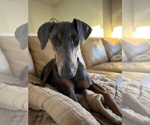 Doberman Pinscher Dogs for adoption in Minneaoplis, MN, USA