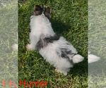 Small #1 Biewer Terrier