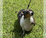Small #3 Dachshund