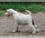Small #1 Schnauzer (Miniature)