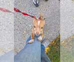 Taco - Male Chihuahua Dog for Adoption - Small photo