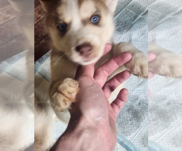 Medium Photo #16 Australian Shepherd-Siberian Husky Mix Puppy For Sale in ATTICA, NY, USA