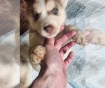 Small #15 Australian Shepherd-Siberian Husky Mix