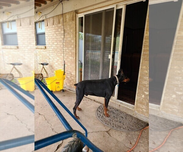 Medium Photo #1 Doberman Pinscher Puppy For Sale in WATAUGA, TX, USA