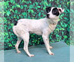 Small #1 Mutt
