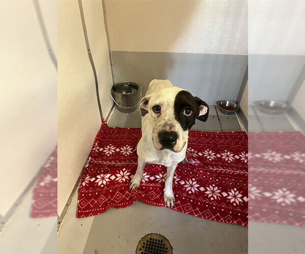 Medium Photo #1 Mutt Puppy For Sale in Sugar Land, TX, USA