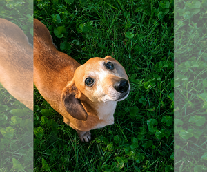 Dachshund Dogs for adoption in Lee's Summit, MO, USA