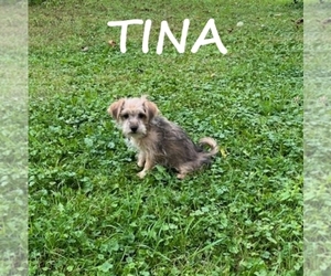 Shorkie Tzu Puppy for sale in HARTLAND, MN, USA