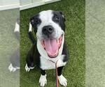 Small American Pit Bull Terrier Mix