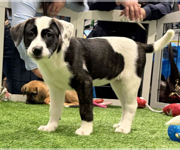 Medium Photo #2 Mutt Puppy For Sale in Sanford, FL, USA