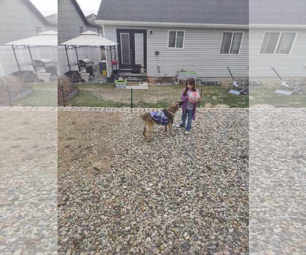 Medium Photo #7 Mutt Puppy For Sale in Sandy, UT, USA