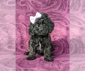 Cock-A-Poo Puppy for sale in NOTTINGHAM, PA, USA