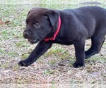 Small Photo #34 Rotticorso Puppy For Sale in REEVESVILLE, SC, USA