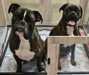 Boxer Litter for sale in HILLSBORO, MO, USA