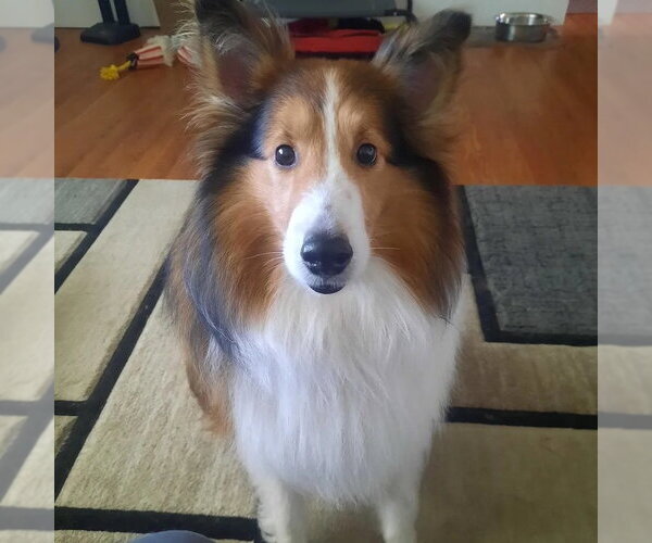 Medium Photo #1 Mutt Puppy For Sale in Dublin, OH, USA