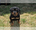 Small Photo #9 Rottweiler Puppy For Sale in LYONS, OR, USA