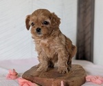 Small Photo #61 Cavapoo (Miniature) Puppy For Sale in GOSHEN, IN, USA