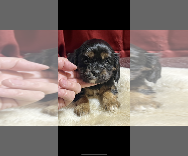 Medium Photo #4 Cavalier King Charles Spaniel Puppy For Sale in NILES, MI, USA