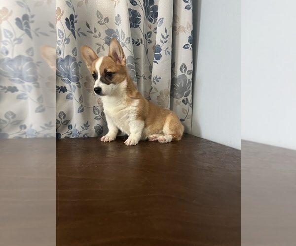 Medium Photo #9 Pembroke Welsh Corgi Puppy For Sale in DURHAM, CT, USA