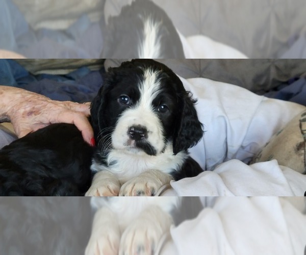 Medium Photo #4 English Springer Spaniel Puppy For Sale in NEWCASTLE, CA, USA
