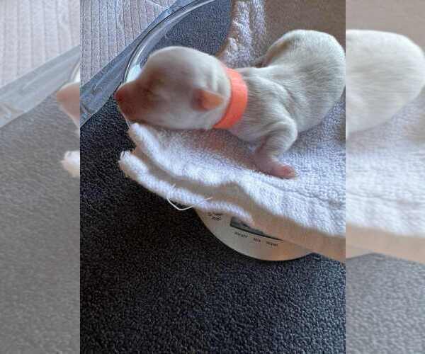 Medium Photo #3 Coton de Tulear Puppy For Sale in TIMBER, OR, USA