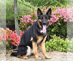 German Shepherd Dog Dogs for adoption in San Diego, CA, USA