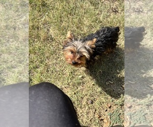 Yorkshire Terrier Puppy for sale in KELLER, TX, USA