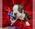 Puppy FREDDIE Htr Gr Boston Terrier