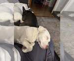 Small #15 Labrador Retriever Mix