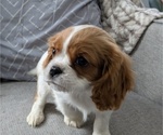Small #3 Cavalier King Charles Spaniel
