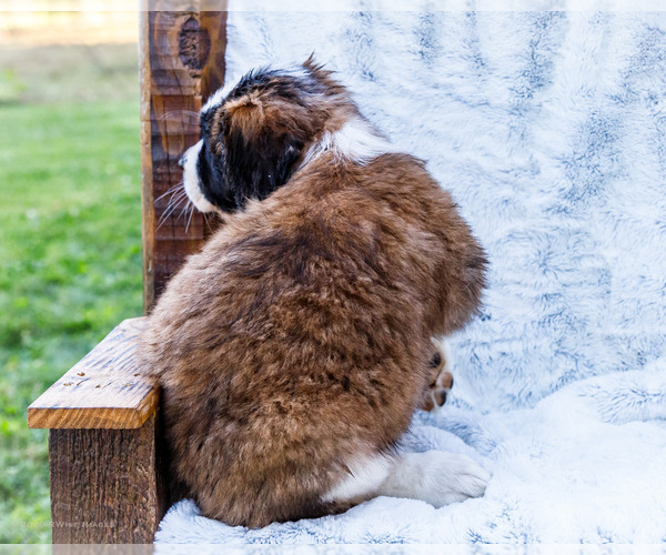 Medium Photo #4 Saint Bernard Puppy For Sale in WAKARUSA, IN, USA