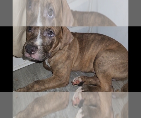 Medium Photo #1 American Pit Bull Terrier-Cane Corso Mix Puppy For Sale in AKRON, OH, USA