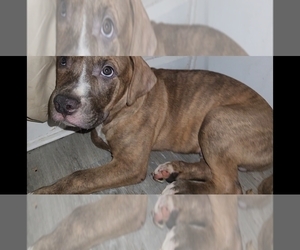 American Pit Bull Terrier-Cane Corso Mix Puppy for sale in AKRON, OH, USA