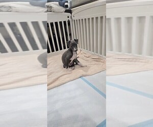 Italian Greyhound Puppy for sale in LA PUENTE, CA, USA